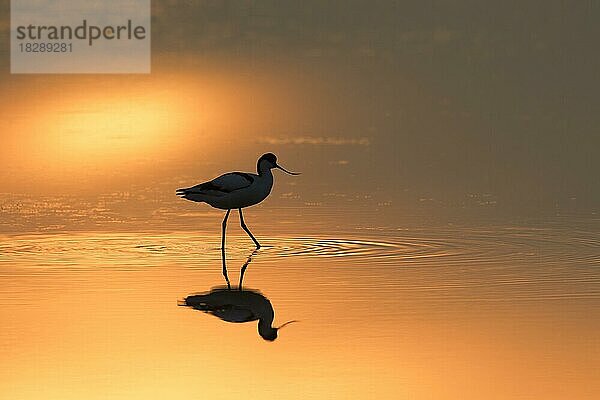 Schwarzkopfiger Säbelschnäbler (Recurvirostra avosetta) bei der Nahrungssuche im flachen Wasser und bei Sonnenuntergang als Silhouette