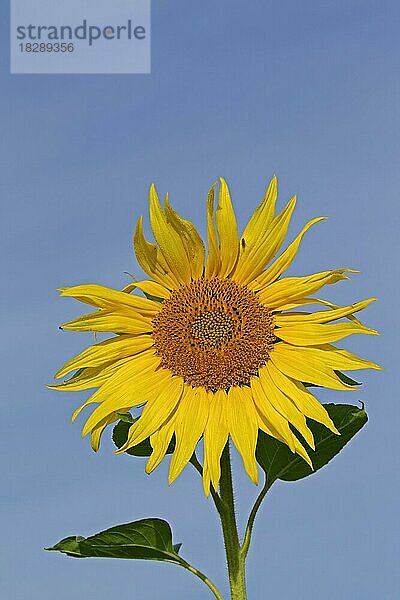 Gewöhnliche Sonnenblume (Helianthus annuus)  Nahaufnahme des Blütenkopfes vor blauem Himmel