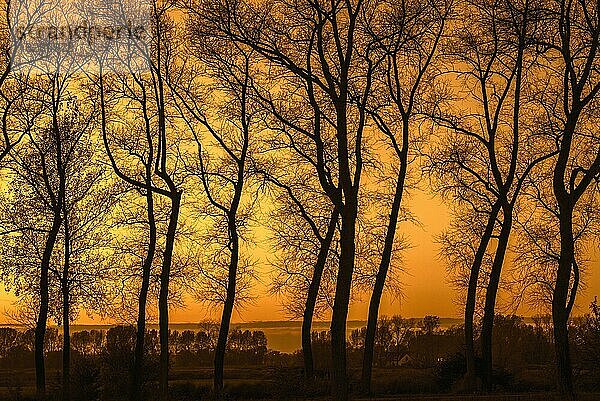 Pappeln mit Silhouetten von verdrehten Stämmen und kahlen Ästen entlang des Damme-Kanals bei Sonnenuntergang im Herbst in Damme  Westflandern  Belgien  Europa