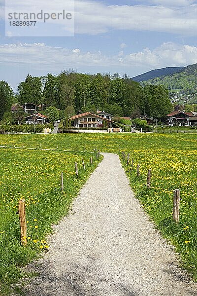 Blumenwiese mit Weg und Häusern im Frühling  Rottach-Egern  Tegernsee  Oberbayern  Bayern  Deutschland  Europa