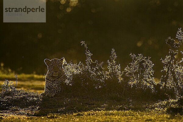 Afrikanischer Leopard im Gegenlicht auf dem Boden sitzend in der Masai Mara  Kenia  Afrika