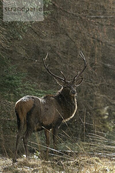 Rothirsch (Cervus elaphus)  männlicher Hirsch im Regen am Waldrand im Winter in den schottischen Highlands  Schottland  UK