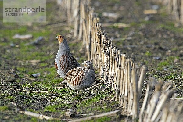 Rebhuhn  Englische Rebhühner (Perdix perdix)  Männchen und Weibchen  Paar bei der Futtersuche im Stoppelfeld  Stoppelfeld im Frühjahr