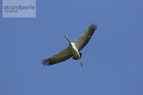 Durchziehender Kranich  Grauer Kranich (Grus grus) im Flug  thermisches Aufsteigen gegen den blauen Himmel während des Zuges