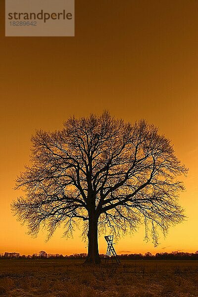 Hochsitz für die Jagd auf Rehwild unter einem einsamen Baum im Feld bei Sonnenuntergang im Winter