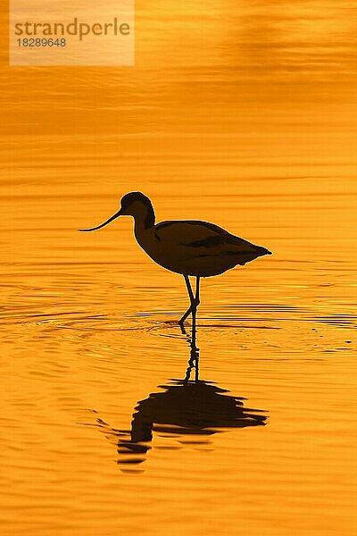 Schwarzkopfiger Säbelschnäbler (Recurvirostra avosetta) bei der Nahrungssuche im flachen Wasser und bei Sonnenuntergang als Silhouette