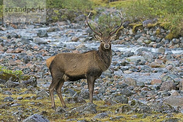 Rothirsch (Cervus elaphus)  Männchen  am Flussufer im Winter in den schottischen Highlands  Schottland  UK