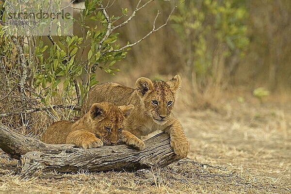 Zwei afrikanische Löwenjunge in der Masai Mara  Kenia  Afrika