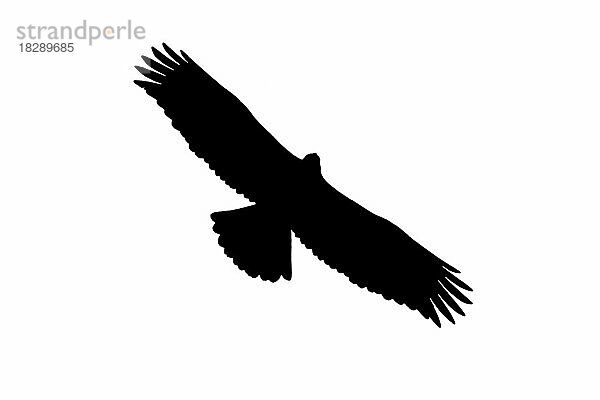 Silhouette eines jungen Steinadler (Aquila chrysaetos) im Flug  umrissen auf weißem Hintergrund  um die Formen von Flügeln  Kopf und Schwanz zu zeigen