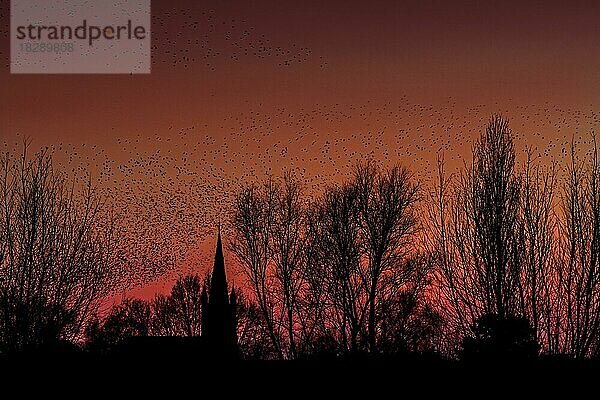 Silhouette eines Starenschwarms (Sturnus vulgaris)  der bei Sonnenuntergang über den Kirchturm fliegt und sich in den Bäumen niederlässt