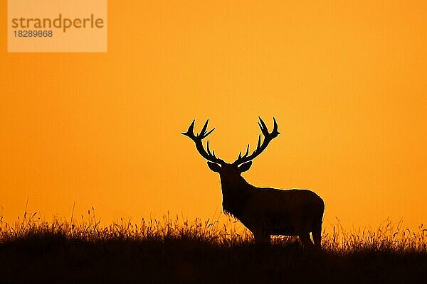 Einsamer Rothirsch (Cervus elaphus)  Silhouette vor orangefarbenem Abendhimmel