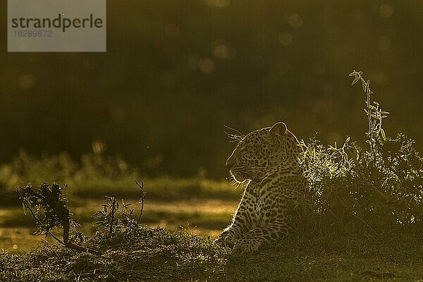 Afrikanischer Leopard im Gegenlicht auf dem Boden sitzend in der Masai Mara  Kenia  Afrika