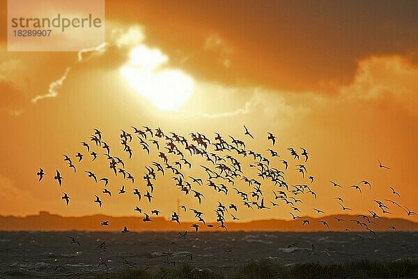 Riesiger Schwarm von Pfuhlschnepfen (Limosa lapponica) und Rotkehlchen im Flug  Silhouette gegen den orangefarbenen Abendhimmel an der Nordseeküste im Frühling