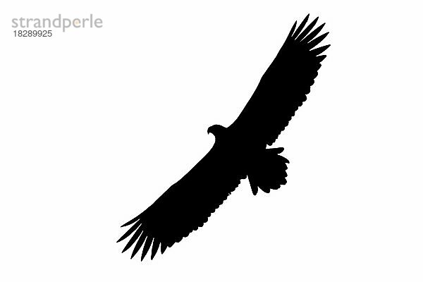 Silhouette des Seeadler (Haliaeetus albicilla)  Seeadler im Flug  umrissen auf weißem Hintergrund  um Flügel  Kopf und Schwanzformen zu zeigen