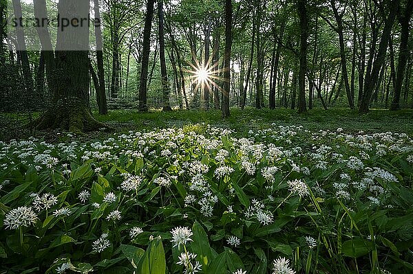 Bärlauch (Allium ursinum)  blühende Pflanzen  im Buchenwald  bei Sonnenaufgang  mit Sonnenstern  Gegenlicht  Bottrop  Ruhrgebiet  Nordrhein-Westfalen  Deutschland  Europa