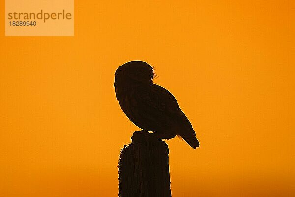 Steinkauz (Athene noctua) mit gefangener Mausbeute auf einem Zaunpfahl auf einer Wiese im Schatten des Sonnenuntergangs