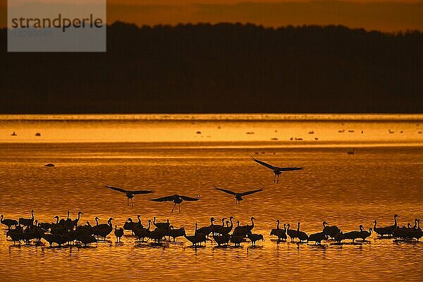 Kranichschwarm  Grauer Kranich (Grus grus)  Gruppe  die sich im flachen Wasser an einem Schlafplatz versammelt  Silhouette bei Sonnenuntergang im Herbst  Herbst