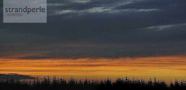 Silhouetten von Kiefern bei Sonnenuntergang im Herbst im Hohen Venn  Hohes Venn in den Ardennen  Belgien  Europa