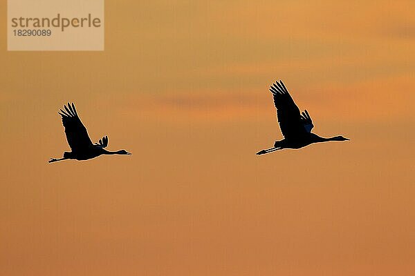 Zwei Kraniche  Graue Kraniche (Grus grus) im Flug  Silhouette gegen Sonnenaufgang  Sonnenuntergang