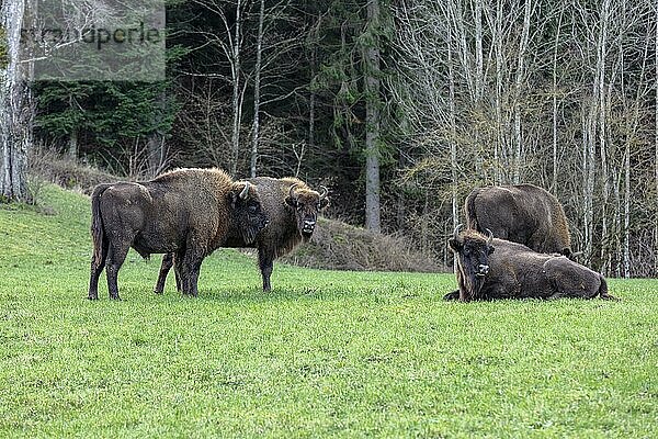 Projekt Wisent (Bos bonasus) Thal  Wiederansiedlung vom europäischen Bison (häufig auch Bison bonasus)  Herde am Grasen  Welschenrohr  Naturpark Thal  Solothurn  Schweiz  Europa