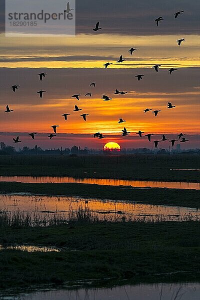 Entenschwarm als Silhouette im Sonnenuntergang  der im Winter über ein Feld im Naturschutzgebiet Uitkerkse Polder bei Blankenberge  Westflandern  Belgien fliegt