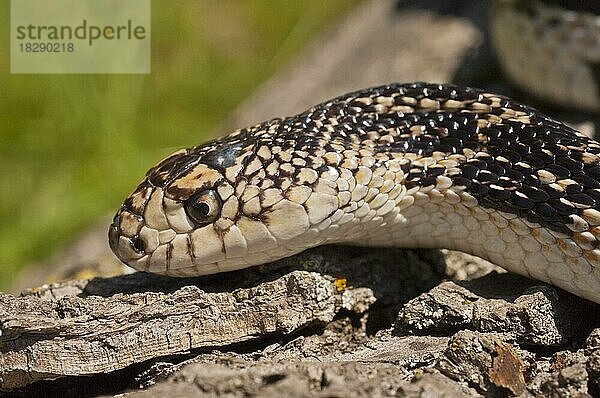 Nördliche Kiefernnatter  Gelbweißes Seidenäffchen (melanoleucus) melanoleucus  heimisch im östlichen Nordamerika