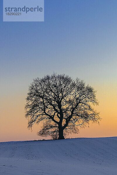 Stieleiche (Quercus robur)  Stieleiche  Traubeneiche  Stieleiche Solitärbaum auf schneebedeckter Wiese im Winter bei Sonnenuntergang