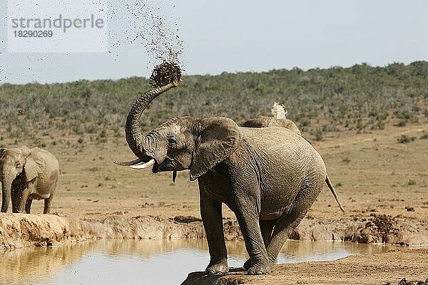 Elefanten (loxodonta africana)  Herde  am Waterloch  Savanne  Addo Elephantpark  Südafrika