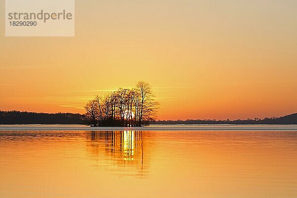 Großer Plöner See  Großer Plöner See  Plöner See  Großer Ploener See mit Baumsilhouette im Sonnenuntergang im Winter  Schleswig-Holstein  Deutschland  Europa