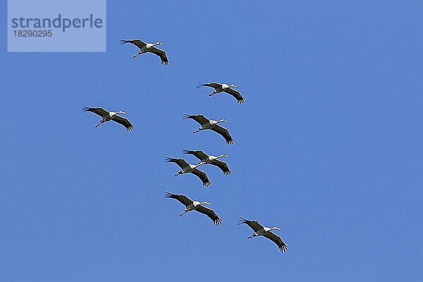 Kranichschwarm  Grauer Kranich (Grus grus)  fliegend  thermisches Aufsteigen gegen den blauen Himmel während des Zugs