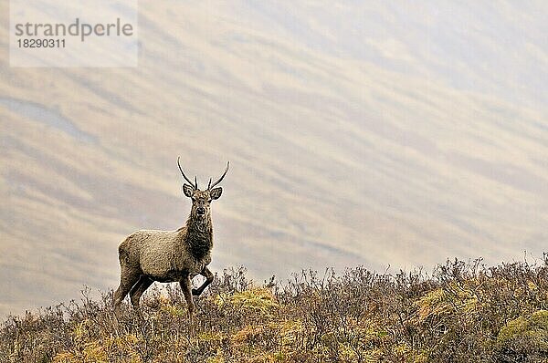 Rothirsch (Cervus elaphus) in den schottischen Highlands  Schottland  UK