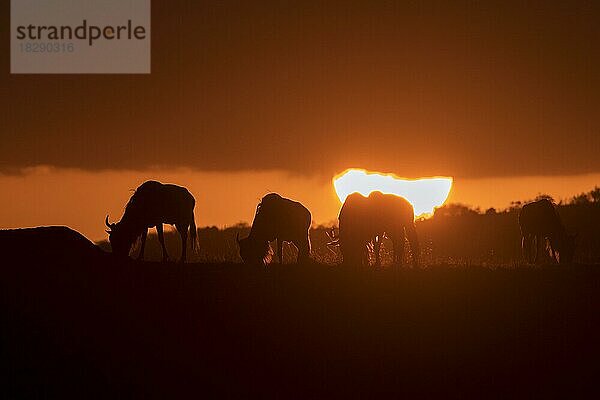 Grasende Gnus bei Sonnenuntergang in den Ebenen der Masai Mara  Kenia  Afrika