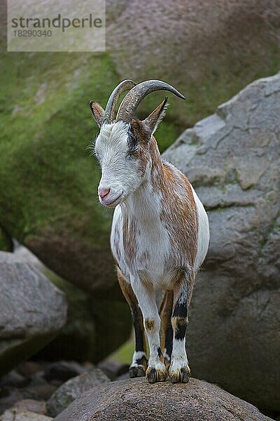 Hausziege (Capra aegagrus hircus) auf einem Felsen im Streichelzoo stehend