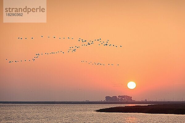 Kranich (Grus grus)  Kranichschwarm im Flug  Silhouette im Sonnenaufgang  Nationalpark Vorpommersches Haff  Mecklenburg-Vorpommern  Deutschland  Europa