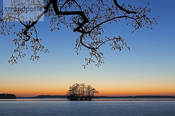 Großer Plöner See  Großer Plöner See  Plöner See  Großer Ploener See mit Baumsilhouette im Sonnenuntergang im Winter  Schleswig-Holstein  Deutschland  Europa