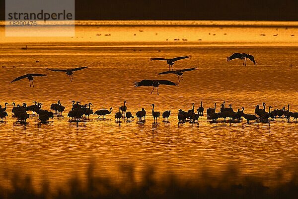 Kranichschwarm  Grauer Kranich (Grus grus)  Gruppe  die sich im flachen Wasser an einem Schlafplatz versammelt  Silhouette bei Sonnenuntergang im Herbst  Herbst