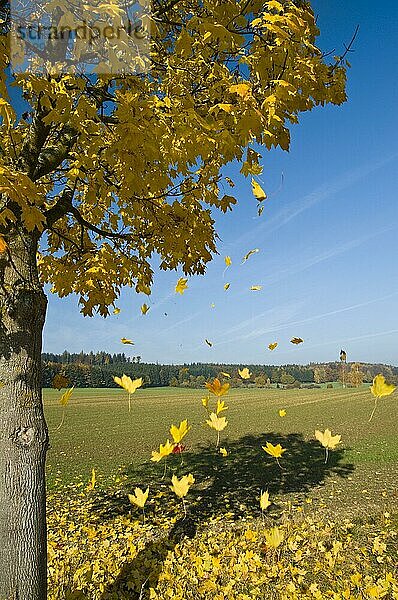 Ahornbaum (Acer) im Herbst  herabfallende Blätter  Augsburg  Bayern  Deutschland  Europa