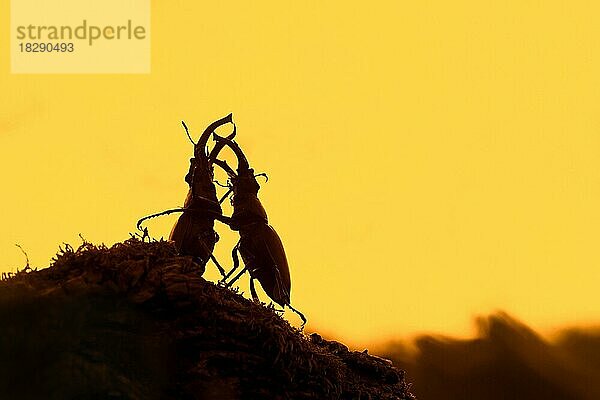 Zwei Hirschkäfer (Lucanus cervus) kämpfen  ringen mit großen Mandibeln  Kiefer  Silhouette gegen gelben Sonnenuntergangshimmel im Sommer