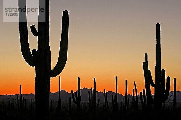 Saguaro (Carnegiea gigantea) Kakteen (Cereus giganteus) (Pilocereus giganteus) als Silhouette im orangefarbenen Sonnenuntergang  Saguaro National Park  Arizona  USA  Nordamerika