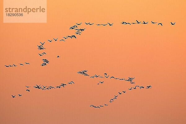 Kranich (Grus grus)  Kranichschwarm im Flug  Silhouette gegen Sonnenaufgang  Sonnenuntergang