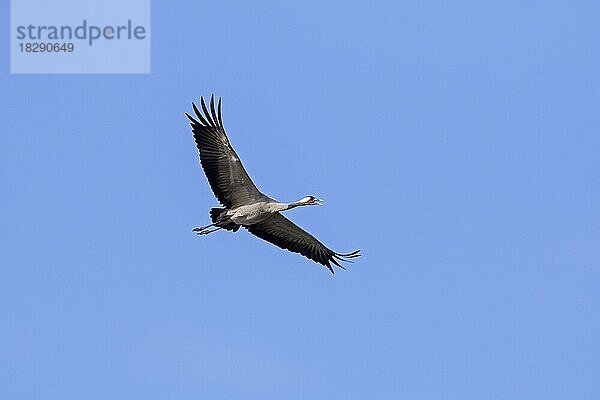 Durchziehender Kranich  Grauer Kranich (Grus grus)  der im Flug ruft  thermisches Aufsteigen gegen den blauen Himmel während des Zuges