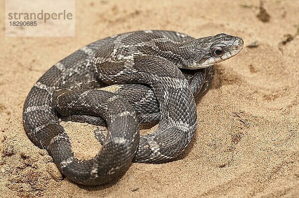 Texas-Klapperschlange  Elaphe obsoleta lindheimeri  Vorkommen in Texas  Louisiana  Arkansas und Oklahoma