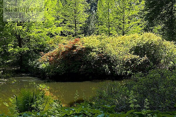 Im Bremer Rhododendronpark  Deutschland  Europa