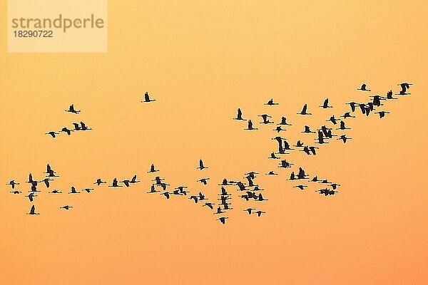 Kranich (Grus grus)  Kranichschwarm im Flug  Silhouette gegen Sonnenaufgang  Sonnenuntergang