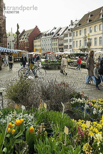 Blumenstand auf dem Wochenmarkt  Münstermarkt  Freiburg im Breisgau  Schwarzwald  Baden-Württemberg  Deutschland  Europa