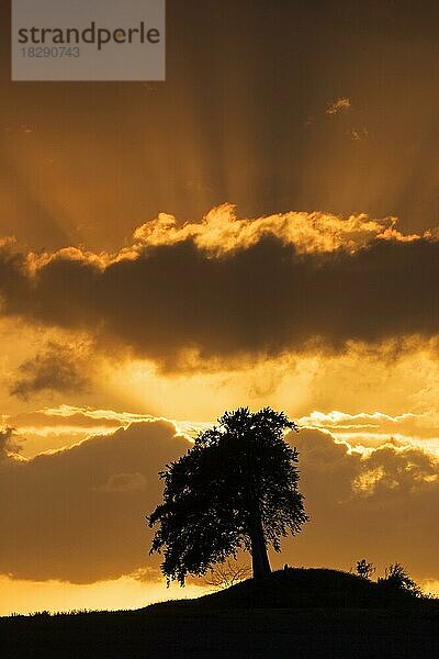 Rotbuche (Fagus sylvatica)  Rotbuche als Silhouette vor orangefarbenem Abendhimmel