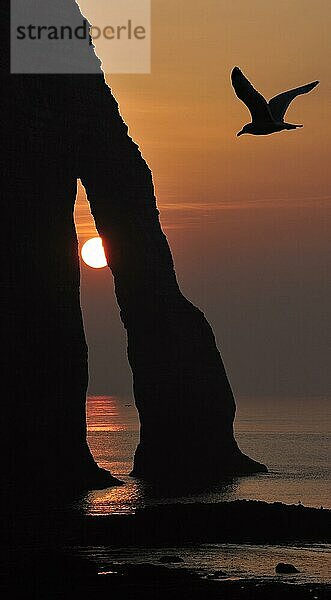 Silhouette einer Möwe und der Porte D'Aval  einem natürlichen Bogen in den Kreidefelsen von Etretat bei Sonnenuntergang  Côte d'Albâtre  Haute-Normandie  Frankreich  Europa