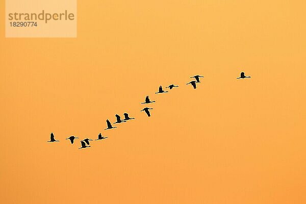 Kranich (Grus grus)  Kranichschwarm im Flug  Silhouette gegen Sonnenaufgang  Sonnenuntergang