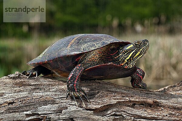 Zierschildkröte (Chrysemys picta) ist ein Reptil  das in Südkanada  den Vereinigten Staaten und Nordmexiko verbreitet ist