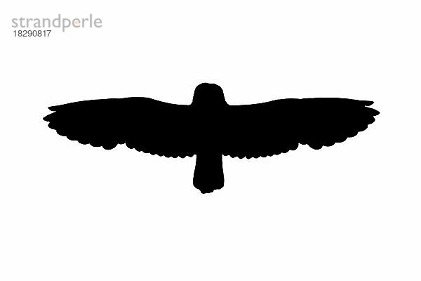 Silhouette einer Sumpfohreule (Asio flammeus) (Asio accipitrinus) im Flug  umrissen auf weißem Hintergrund  um die Form von Flügeln  Kopf und Schwanz zu zeigen